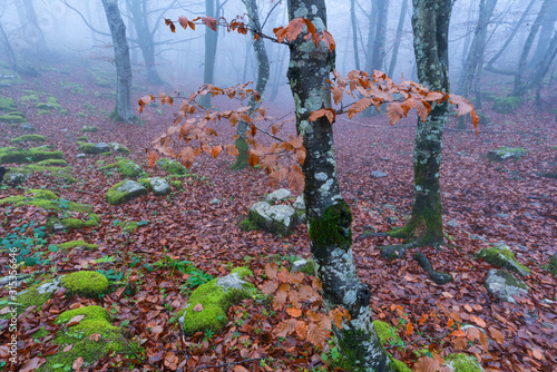 Beech forest in autumn, Monumento Natural Monte Santiago, Salto del Nervion, Nervion river, Berberana, Burgos, Castilla y Leon, Spain, Europe photo