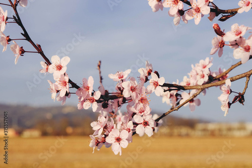 Canvas Beautiful branch of almond tree blossoms in spring, close up.