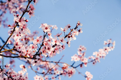 Fotografie Beautiful blooming pink spring flowers, close up.