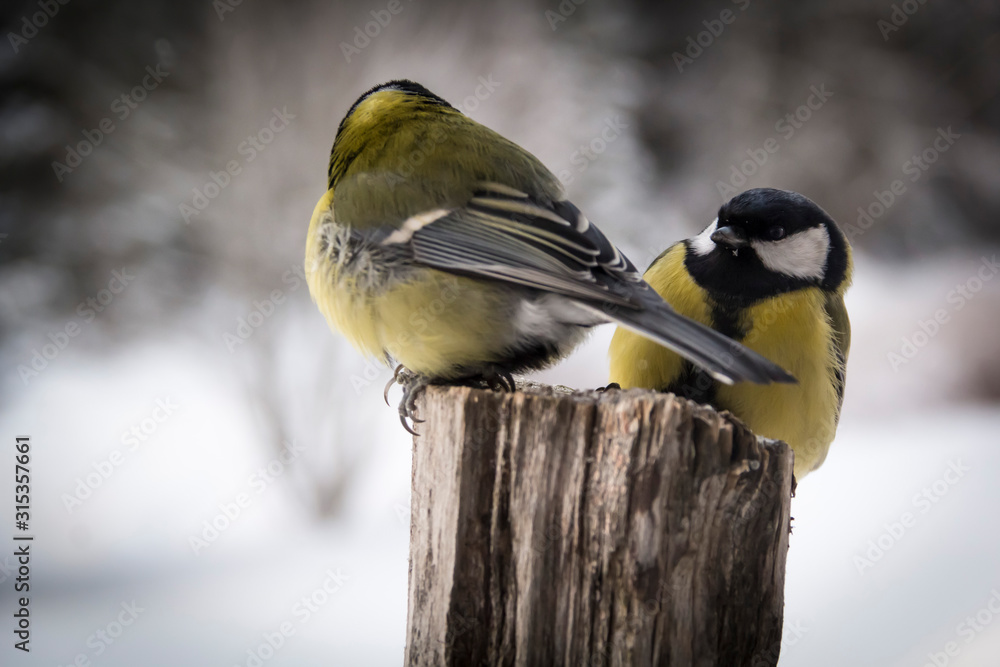 Obraz premium Two Great tits on a fence post in a winter landscape.
