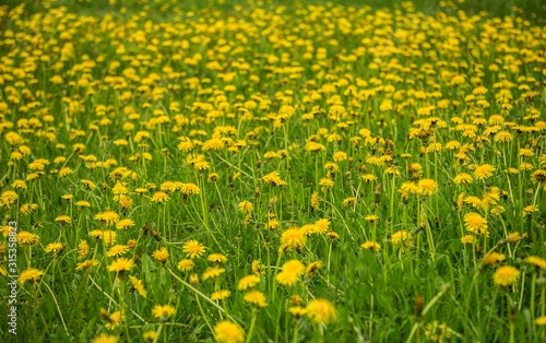 ellow wildflowers grow in a green field