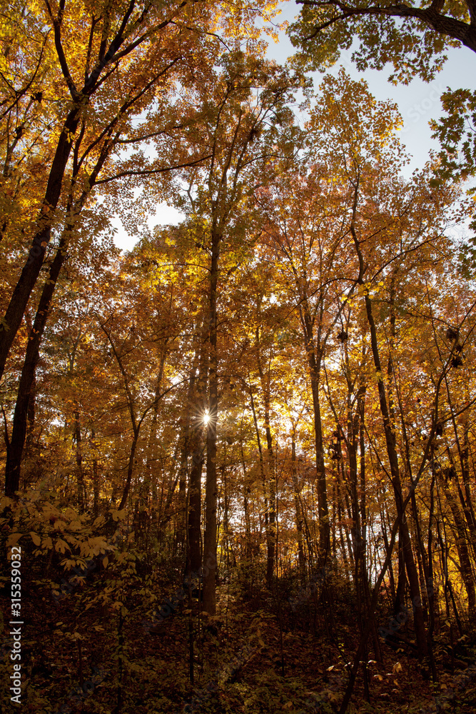 Sun peeking through Autumn leaves on trees in a park Sun peeking through Autumn leaves on trees in a park