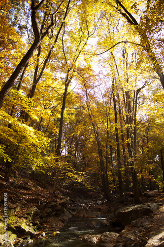 Fototapeta Naklejka Na Ścianę i Meble -  Golden Yellow Autumn Leaves on trees in a park