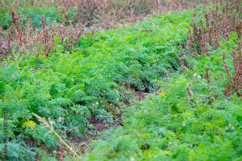 Photography Autumn farm field with carrot crop