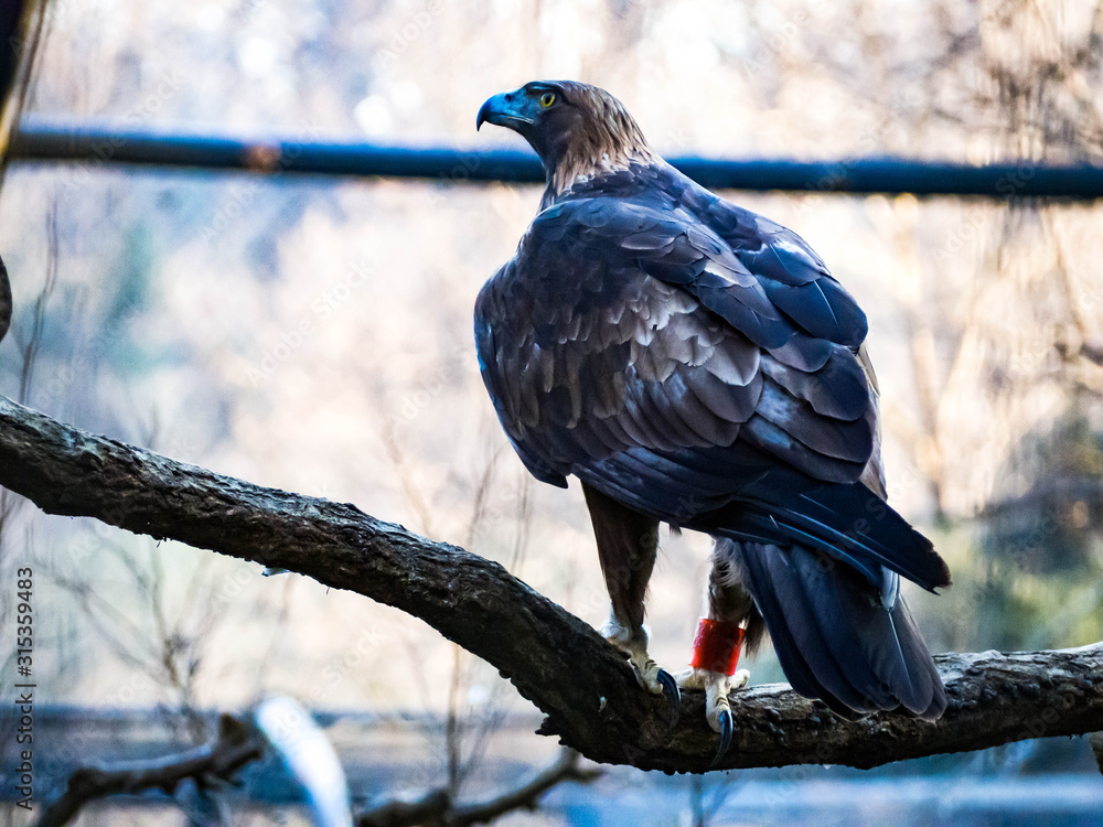 Naklejka premium 餌を狙うワシタカ