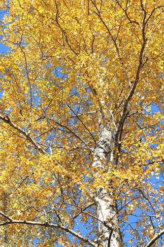 beautiful scene with birches in yellow autumn birch forest in october among other birches in birch grove