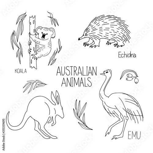 Hand drawn vector illustration animal of Australia echidna, kangaroo, koala, ostrich Emu, lettering isolated on white background. Wild life and fauna. Best for children's books, cards, posters, sites,