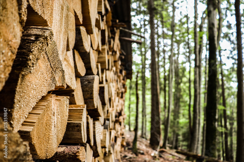 Réserve de bois dans la forêt photo