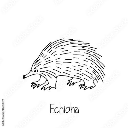 Hand drawn vector illustration animal of Australia echidna, lettering isolated on white background. Wild life and fauna. Best for coloring books, cards, posters, sites, stickers, magazines, print
