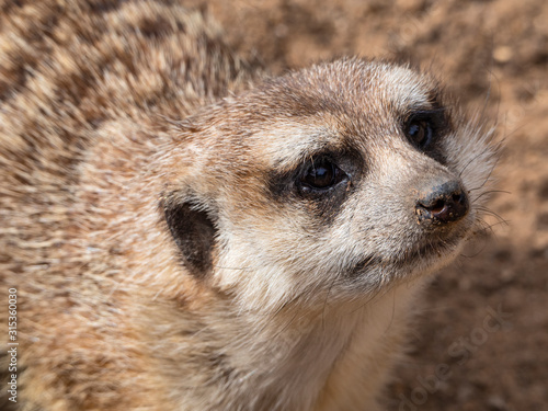 a meerkat in the zoo