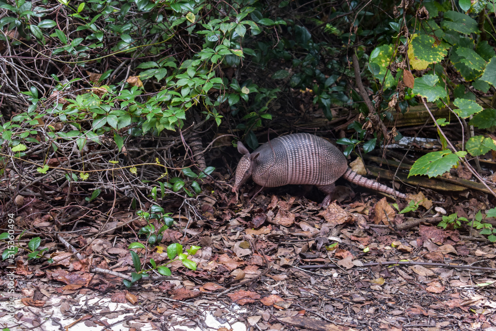 Wild Armored Armadillo Foraging for Food in Its Natural Habitat Preserve Wild Armored Armadillo Foraging for Food in Its Natural Habitat Preserve