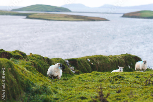 walking sheep on grass