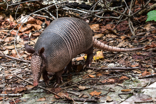 Wild Armored Armadillo Foraging for Food in Its Natural Habitat Preserve