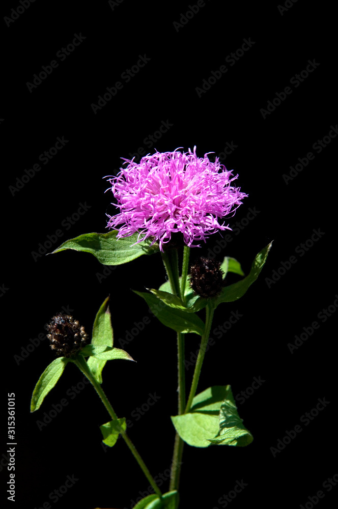 Obraz premium Wiesen-Flockenblume, Centaurea