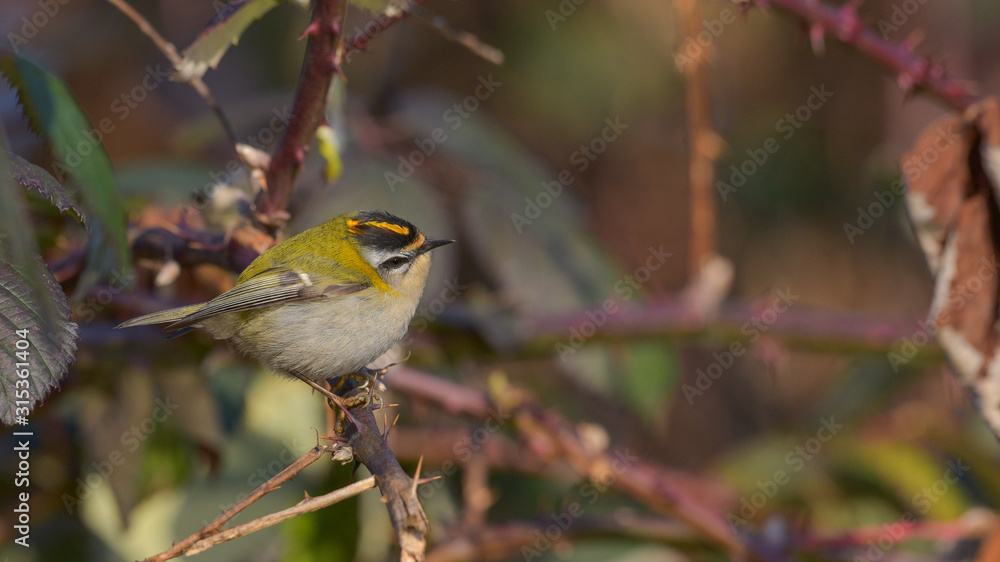 Fiorrancino (firecrest) nascosto tra i rovi di un cespuglio, in primo piano, in inverno Fiorrancino (firecrest) nascosto tra i rovi di un cespuglio, in primo piano, in inverno
