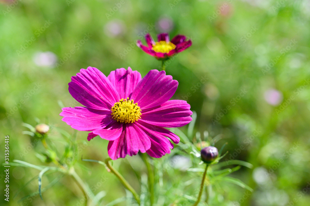 Obraz premium コスモス