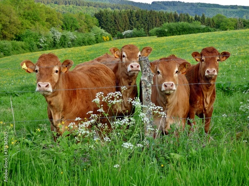 limousin cows in a field