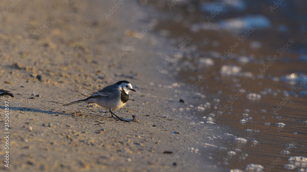 Ballerina bianca cammina sulla spiaggia alla luce del tramonto