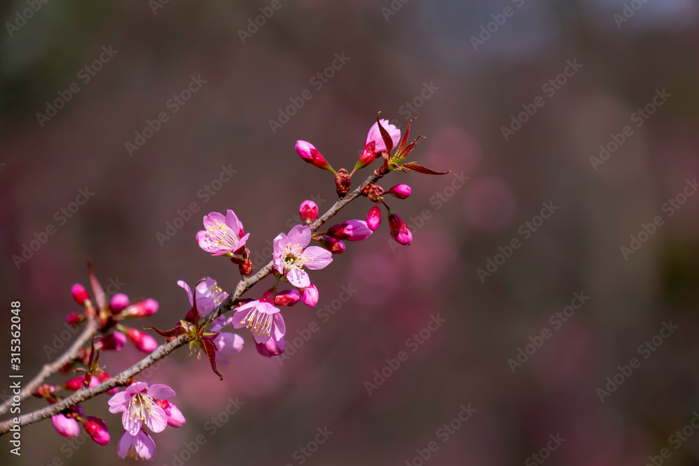 Obraz premium Sakura flowers on blue background.