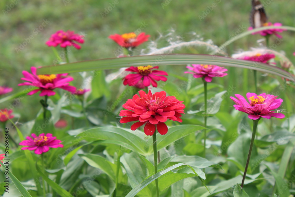 A view of red flowers in bloom at day