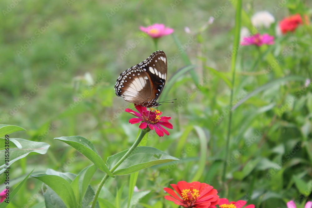 Fototapeta premium Beautiful butterflies perch on tropical flowers in bloom