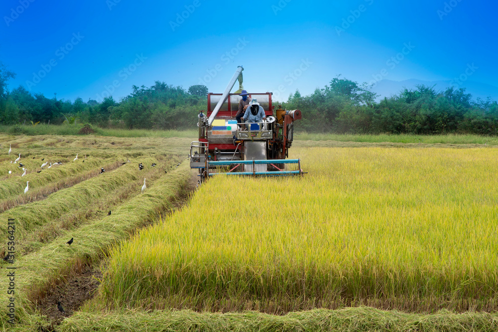 Fototapeta premium Farmer using tractor to harvest rice crops in the fields.
