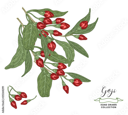 Goji branches with leaves and berries isolated on white background. Goji berry hand drawn. Colorful vector illustration. Detailed sketch style.