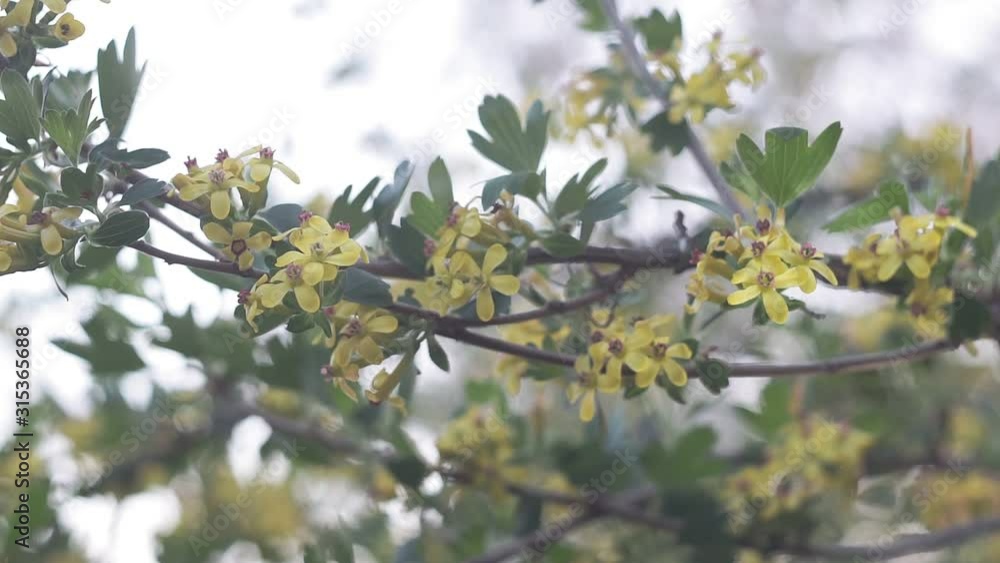 flowering of black silver currant on the branches of a shrub flowering of black silver currant on the branches of a shrub
