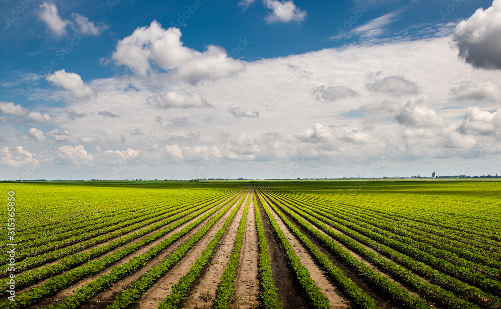 Soybean field with rows of soya bean plants