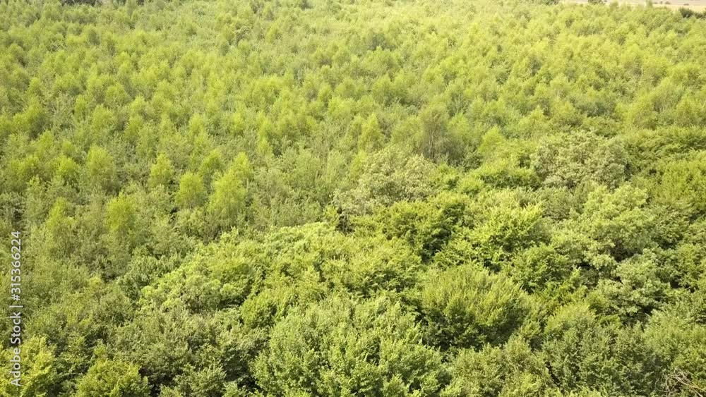 Top down aerial view of green summer forest with many fresh trees. Top down aerial view of green summer forest with many fresh trees.