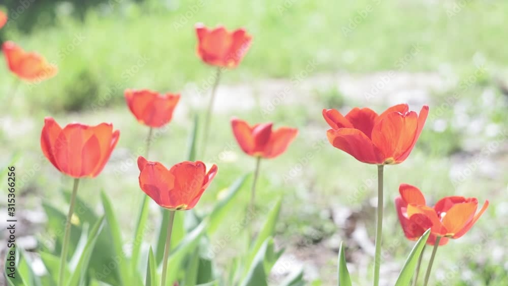 Field of tulips at a spring day. Decorative tulip flower blossom in springtime. Beauty of nature Field of tulips at a spring day. Decorative tulip flower blossom in springtime. Beauty of nature