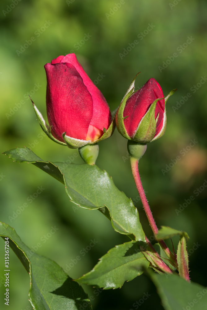 two red rose buds, flower stem with leaves and blurry background two red rose buds, flower stem with leaves and blurry background