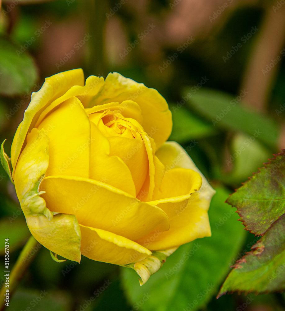 Beautiful fresh yellow rose with green leaves and blurred background in the garden. Beautiful fresh yellow rose with green leaves and blurred background in the garden.