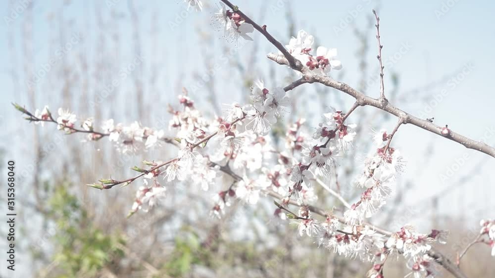 blooming apricot tree, branch with small white blossoms in early spring blooming apricot tree, branch with small white blossoms in early spring