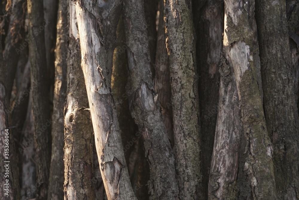 Obraz premium old tree trunks close up