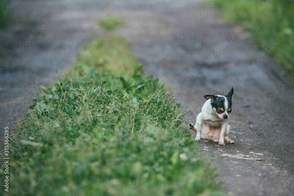 Little and cute chihuahua dog pees on country road