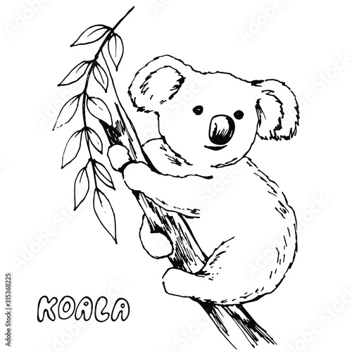 Hand drawn black line art vector, koala animal sitting on a tree and branch on a white background isolated for use in design, greeting card, logo, doodle illustration