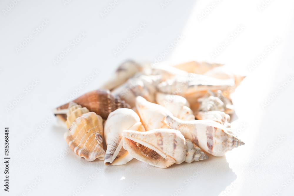 Heap of many beautiful sea shells on white background, side view. Summer travel concept Heap of many beautiful sea shells on white background, side view. Summer travel concept