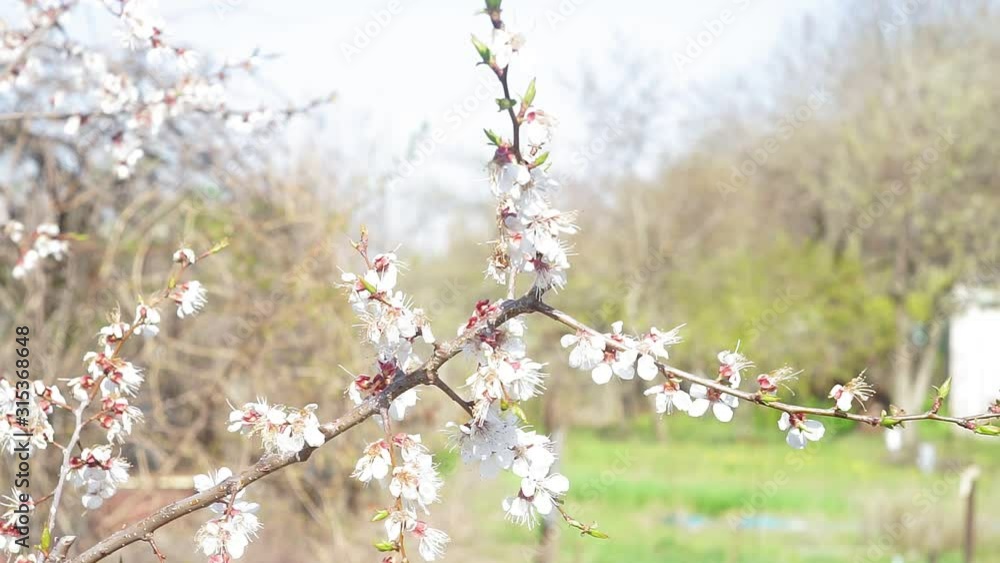 apricot tree blooms in the spring. apricot trees on farmland in early spring, blooming apricot trees