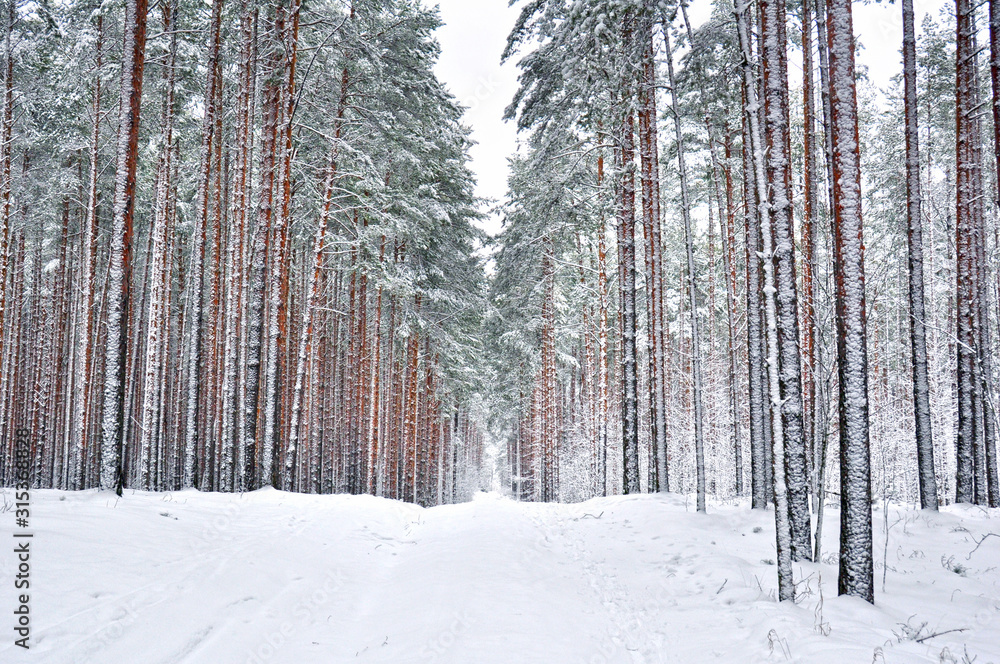 Fototapeta premium winter pine forest in the snow