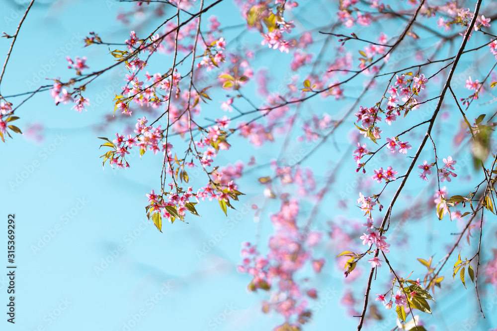 Spring nature,Bloom pink flowers and bright skies Spring nature,Bloom pink flowers and bright skies