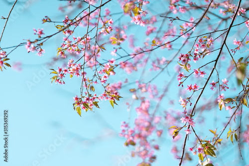 Spring nature,Bloom pink flowers and bright skies