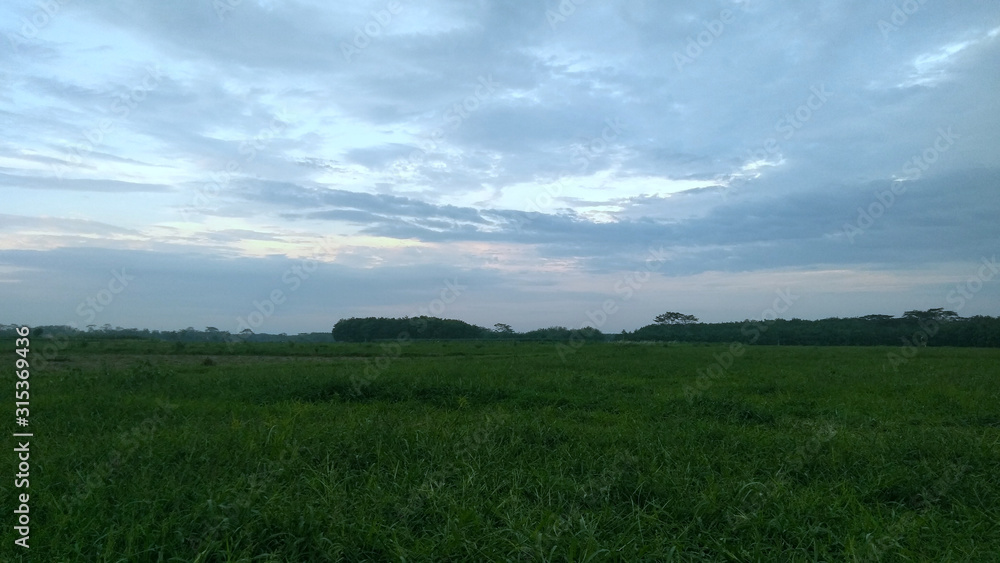 green field and blue sky