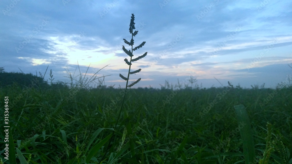 Obraz premium grass and blue sky