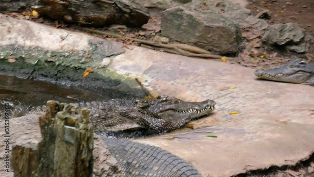 A crocodile comes out of the water, passing by two other ones that are resting. A crocodile comes out of the water, passing by two other ones that are resting.