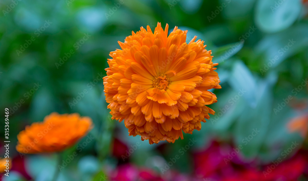Closeup of a yellow flower with interesting petals Closeup of a yellow flower with interesting petals