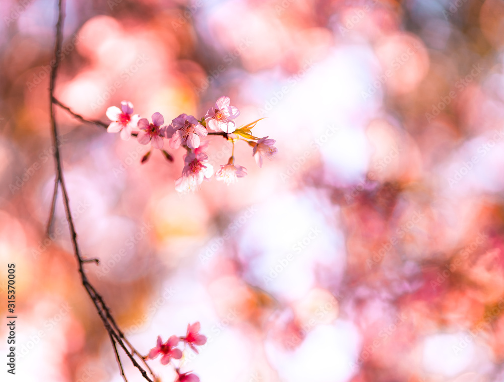 Spring nature,Bloom pink flowers and bright skies