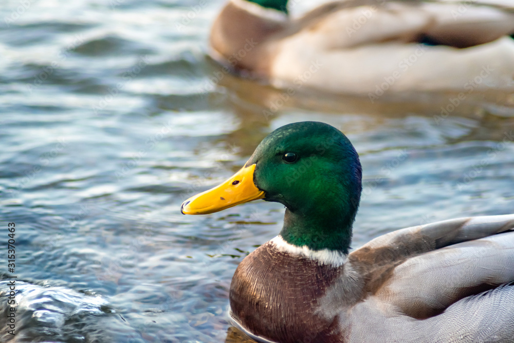 a large male wild duck swims in the river a large male wild duck swims in the river