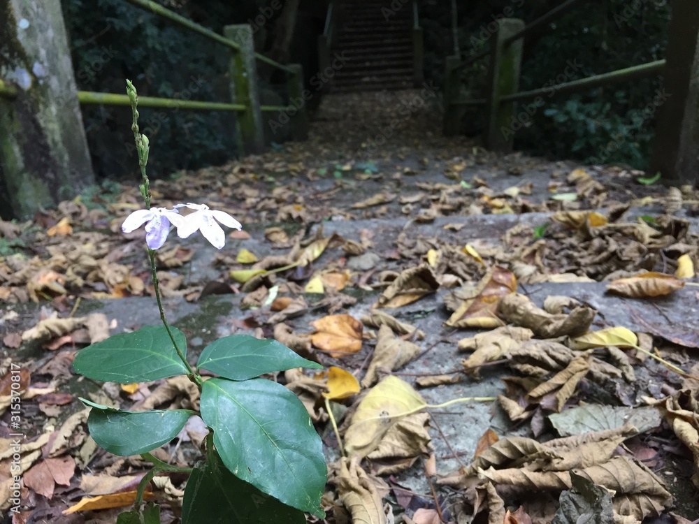 Obraz premium on the beach and colorful.