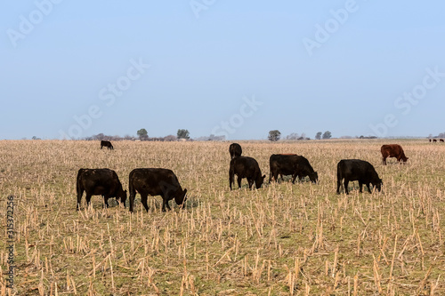 Steers grazing on the Pampas plain, Argentina